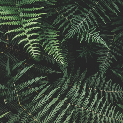 EXTRAIT DEFOUGÈRE TROPICALE
